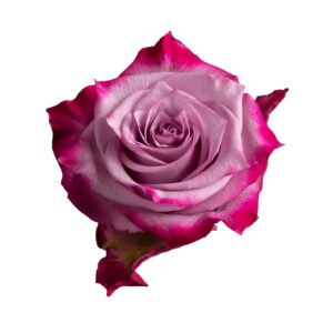 Deep Purple